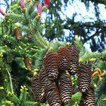 Picea abies Плод
