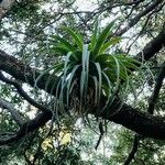 Tillandsia utriculata Лист