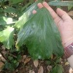 Caryota mitis Leaf