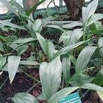 Epipremnum amplissimum Hoja