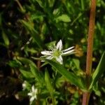 Stellaria alsine Λουλούδι