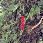 Anthurium gracileFrukto