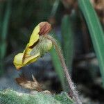 Viola purpurea Meyve