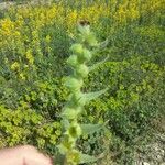 Nonea vesicaria Hoja