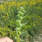 Nonea vesicaria Blatt