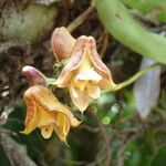 Polystachya galeata Floro