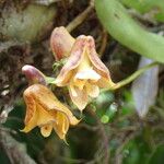 Polystachya galeata Flower