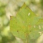 Dombeya ciliata Folla