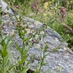 Cynoglossum montanum Natur