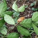 Rothmannia manganjae Fruit