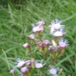 Conoclinium coelestinum Flower