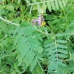 Vicia cassubica Fleur