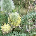 Astragalus alopecurus Blüte