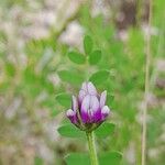 Astragalus asterias Flower