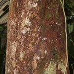 Pouteria platyphylla বাকল