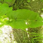 Rumex confertus Leaf