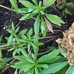 Iberis umbellata Likasa