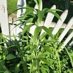 Lilium michiganense Feuille