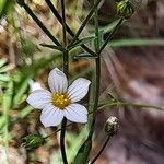 Linum catharticum 花