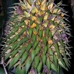 Aechmea magdalenae Leaf