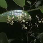 Sparattanthelium wonotoboense Bleunienn