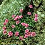 Armeria malinvaudii Hábitos