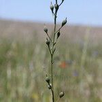 Camelina rumelica Frucht