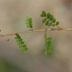 Ormocarpum cochinchinense Natur