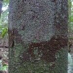 Abarema mataybifolia बार्क (छाल)