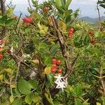 Carissa spinarum Habit