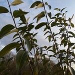 Salix × hermaphroditica Plante entière