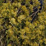 Gutierrezia microcephala Flower