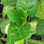 Mirabilis longiflora পাতা