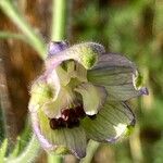 Delphinium staphisagria Blüte