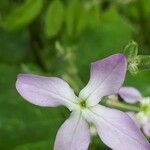 Matthiola longipetala Fleur