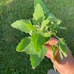 Chenopodium ficifoliumFeuille