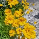 Coreopsis lanceolataফুল