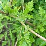 Daucus decipiens Lapas