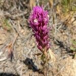 Castilleja exserta Flors