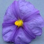 Lycianthes rantonnetii Flower