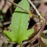 Goodenia heterophylla Feuille