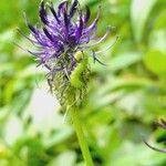 Phyteuma nigrum Flor