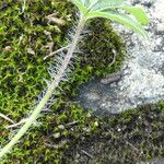 Potentilla caulescens Leaf