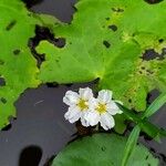 Nymphoides cristata Flor