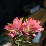 Castilleja coccinea फूल