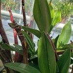 Dendrobium × delicatum Leaf
