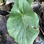 Arum cylindraceum Hoja