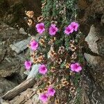 Saxifraga oppositifolia Hábito