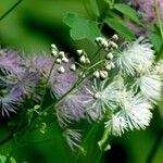 Thalictrum aquilegiifolium অন্যান্য