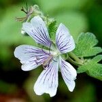 Geranium renardii Flower